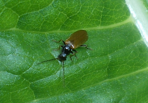 Rhagonycha nigripes?? No; Rhagonycha cf. femoralis